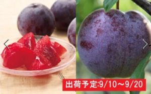 最高級大玉プラム「サンルージュ」約2kg 大江町産